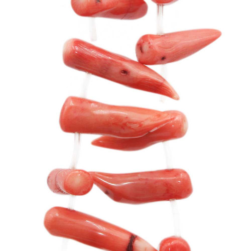 Corallo bambù corno 30/40 mm circa 1 pz