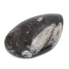 Fossile di ortoceras 90x56 mm 145 grammi Fossile di ortoceras 90x56 mm 145 grammi